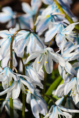 Blue white flowers in the garden in spring