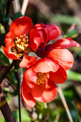 Orange quince flowers in the garden in spring