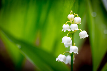Close up of springtime lily of the valley flowers on a green leaf background