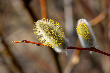 A branch with flowering willows in the spring