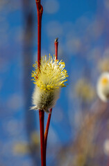 A branch with flowering willows in the spring