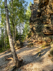 Lampertstein in der Sächsischen Schweiz - Birke am Lampertshorn