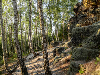 Lampertstein in der Sächsischen Schweiz - Birkenwald am Lampertshorn