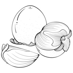 Still life of whole and sliced persimmons. Vector illustrations in hand drawn sketch doodle style. Line art fruit isolated on white. Element for coloring book, design, print.