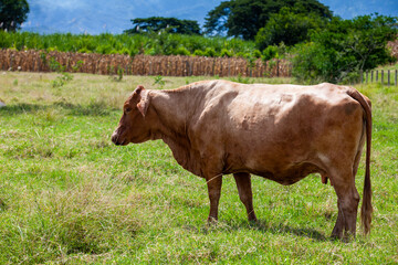 Brown cow at the beautiful landscapes of the region of  Valle del Cauca in Colombia