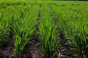 Fototapeta premium Sugar cane field at the Valle del Cauca region in Colombia