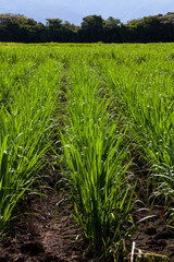 Fototapeta premium Sugar cane field and the majestic mountains at the Valle del Cauca region in Colombia