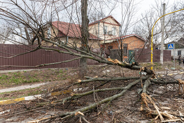 Fototapeta premium War in Ukraine. Broken and fallen tree in Bucha, Ukraine