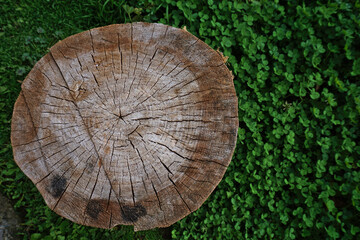 Close-up view of a tree stump standing on the lawn.