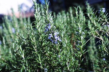 Pianta di rosmarino (rosmarinus officinalis), primo piano dei fiori dalle tonalità indaco, lilla e violetto in una giornata di primavera