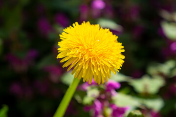 yellow dandelion flower bloomed in the garden
