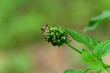 Closeup of Wild blackberry fruit in the forest