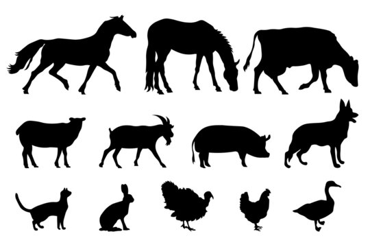 Set of silhouettes of domestic farm animals. Vector illustration livestock isolated on white, side view profile. Collection silhouette of domestic cattle. EPS