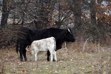 ternera de vaca mamando de su madre en el prado