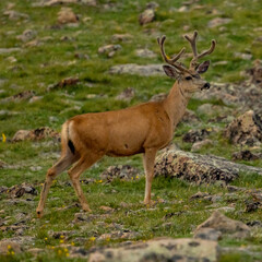 Naklejka na ściany i meble Male Mule Deer In Grassy Boulder Field