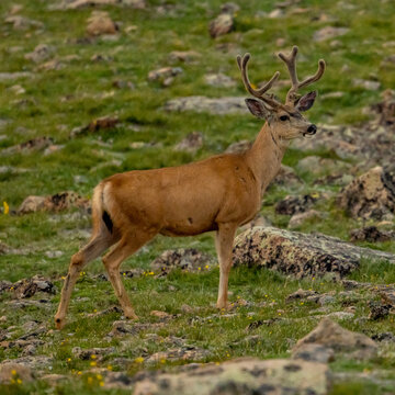 Male Mule Deer In Grassy Boulder Field © kellyvandellen