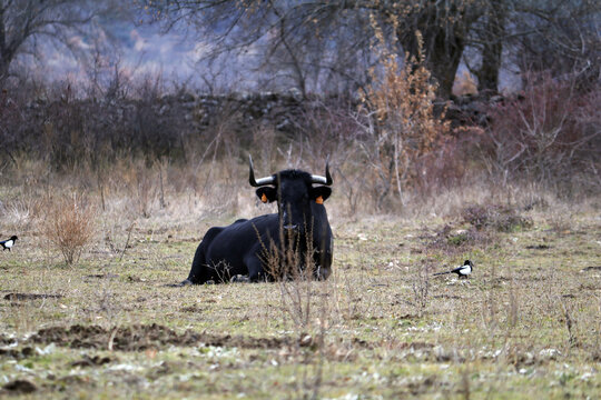 vaca de carne tumbada en el prado rumiando
