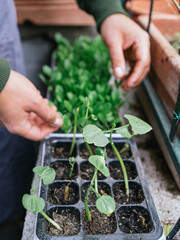 focus on hands with sprouts in balcony