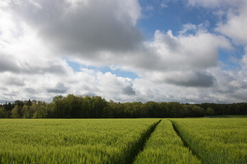 champ de céréales au printemps