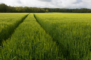 Fototapeta premium champ de céréales au printemps
