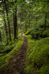 Obraz premium Narrow Dirt Trail Through Moss Covered Forest