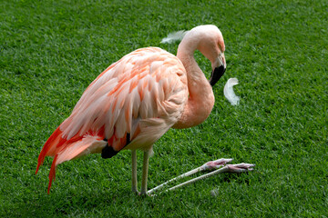 Resting flamingo in green grass. Chilean flamingo bird (Phoenicopterus chilensis) - Powered by Adobe