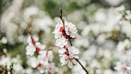 Spring background with white blossoms and sunbeamson blue sky background. Branches of blossoming cherry and bee macro with soft focus on blue background. Easter and spring greeting cards. Springtime