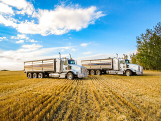 A couple of grain trucks sitting out in the field waiting to be filled with grain.