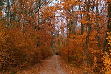 Autumn landscape. Autumn forest path and walking man and dog in distance.