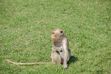 Cute Macaque monkey (Macaca fascicularis) sitting in a green grass