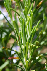 Obraz premium romarin