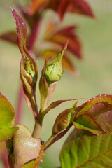 bourgeon de rose