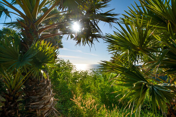 Sea view through tropical palm trees heart-shaped hole. Phuket, Thailand