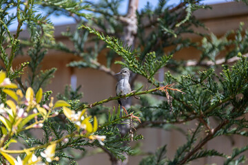 Baby Humming Bird sitting on a Tree Branch