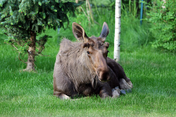 Moose in Anchorage Alaska USA
