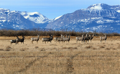 Fototapeta premium Deer outside Choteau MT
