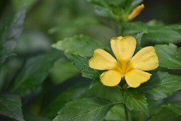 Fototapeta na wymiar Pretty Flowering Yellow Flower Blossom in a Garden