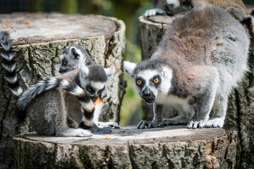 ring lemur catta
