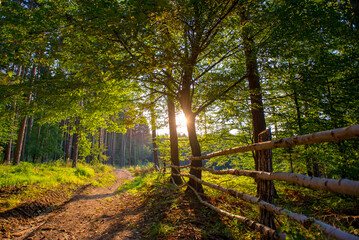 Forest in autumn light