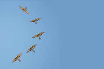 Group of bee eaters flying on blue sky