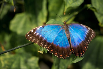 A close up of the  beautiful blue morpho butterfly