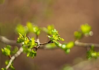 Small green bud leaf growth on tree plant with blured background. Spring time