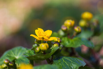 Marsh marigold, kingcup, caltha palustris blossom flower with blured background. Spring time