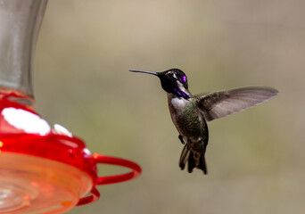 A Beautiful Hummingbird Feeding at a Liquid Feeder