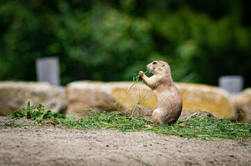 prairie dog eating grass