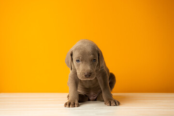 Adorable cute weimaraner puppy on orange background