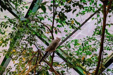 a monkey is sitting in the glass house