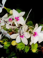 White and pink flowers