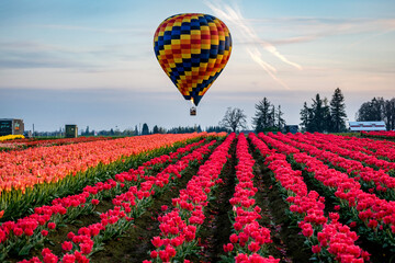 Hot air balloon over tulip fields