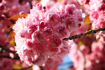Kirschblüte in Macro
